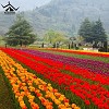 Blossoming Paradise: A Guide to Tulip Festivals in Kashmir