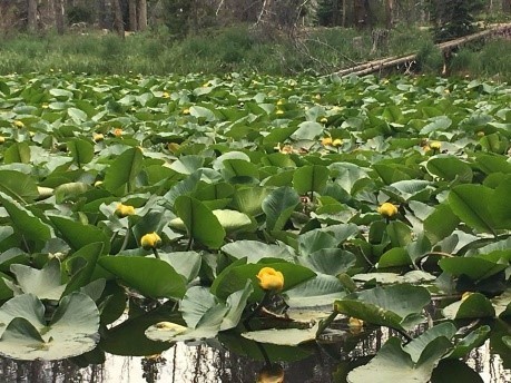 Lily Pond Lake