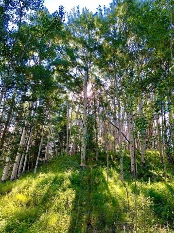 Beautiful Aspens