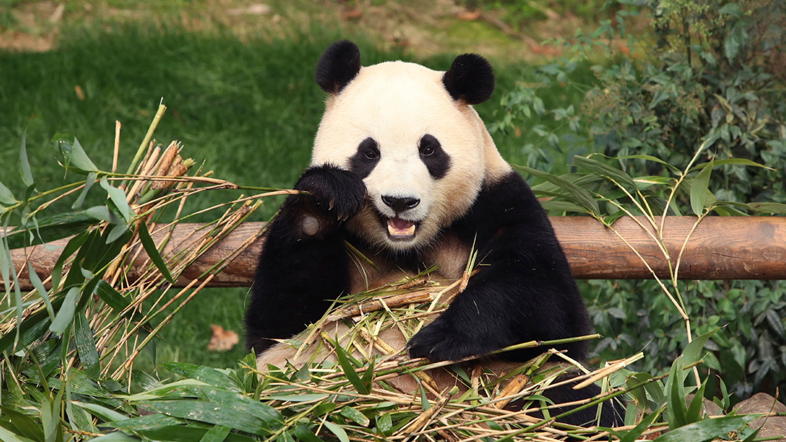 San Francisco supervisors approve fundraising plan to host pandas at zoo
